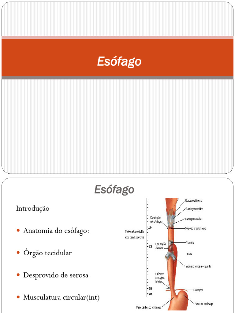 Distúrbios e Diagnóstico do Esôfago | PDF | Ciências e Matemática