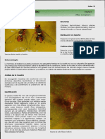 FD - 002 - Bactrocera Oleae - OLIVO