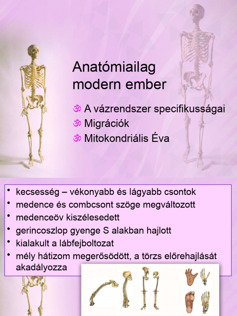Anatómiailag Modern Ember | PDF