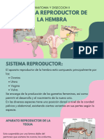 Sistema Reproductor Hembra