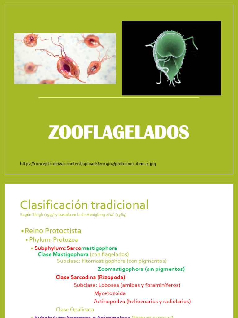 zooflagelados-2021-pdf-ciencia-y-matem-ticas