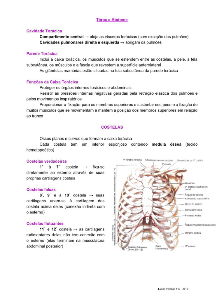 Tórax E Abdome Pdf Pdf