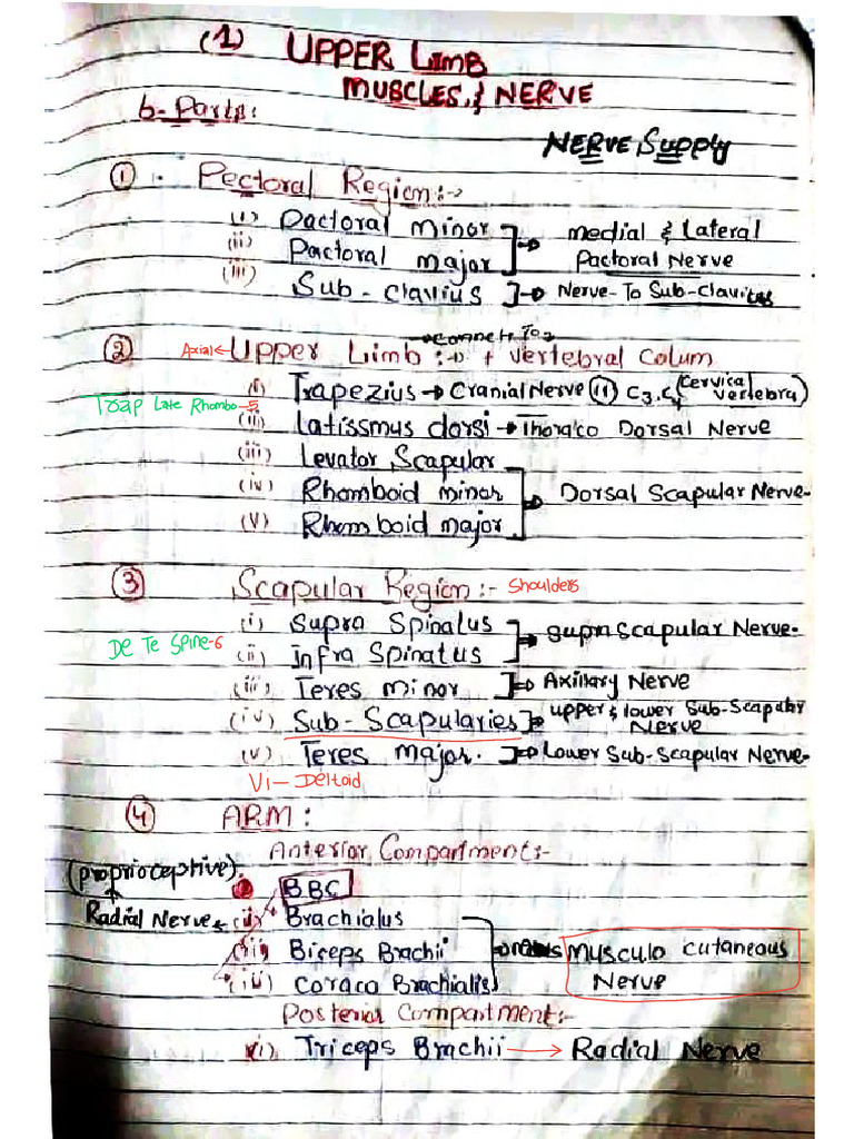 Upper Limb Paper Note | PDF