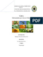 Fitopatología Enfermedades Virus en Citricos