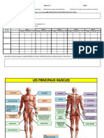 Informations Musculation