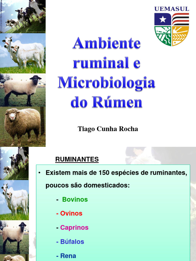 Aula 4 | PDF | Ruminante | Fermentação