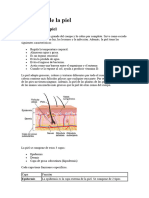 Anatomía de La Piel