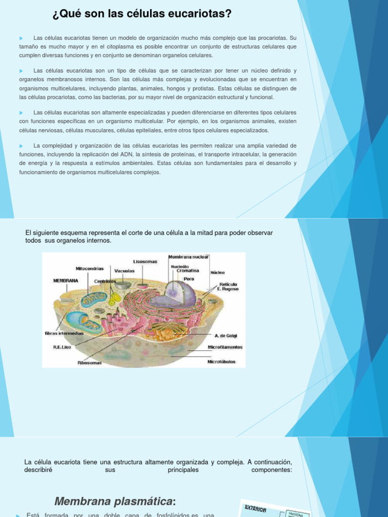 Estructura y tipos de células eucariotas | PDF | Biología Celular ...