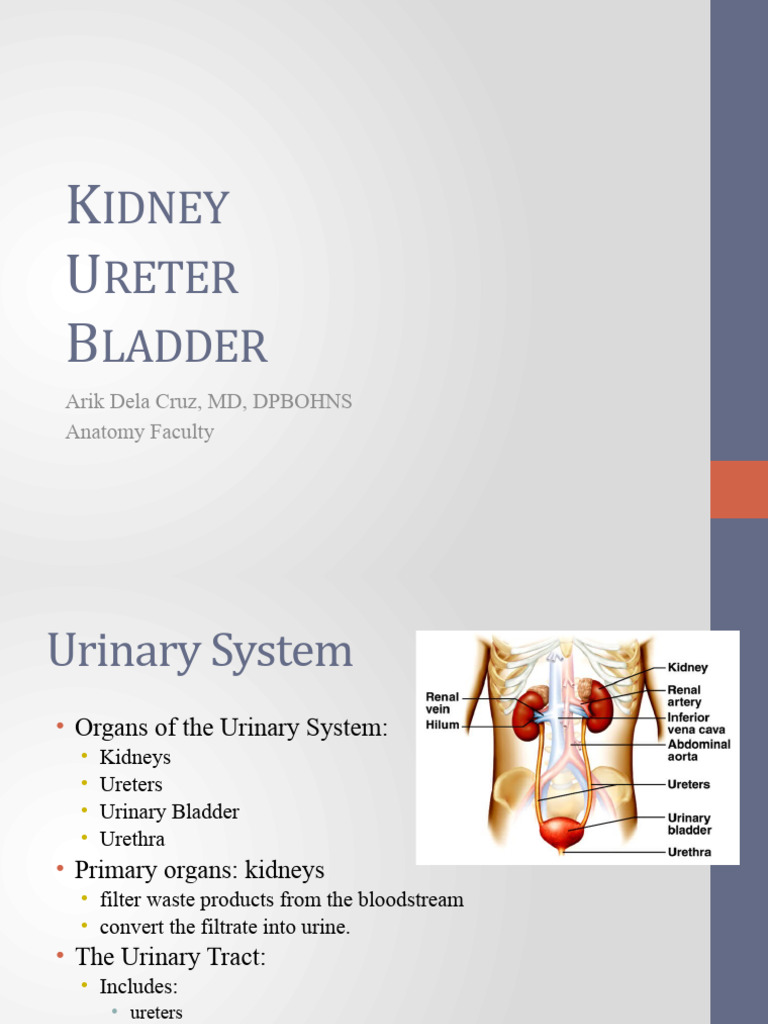 KUB Lecture | PDF