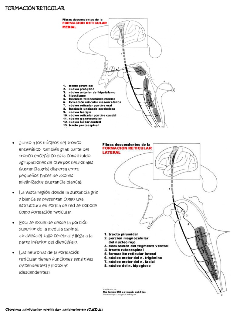 Formación Reticular y Diencéfalo: Funciones Clave | PDF | Tálamo ...