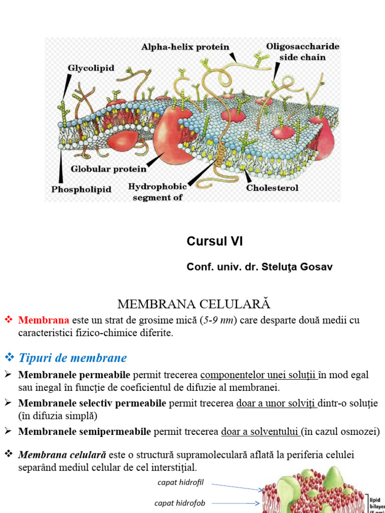 Cursul VI | PDF