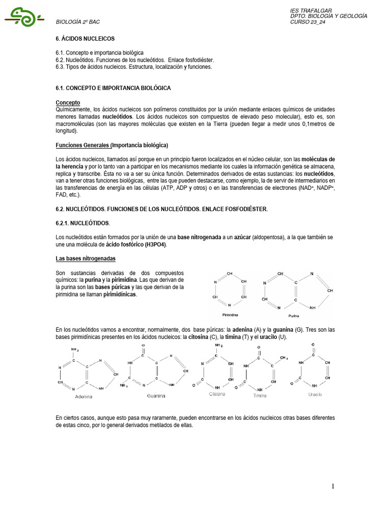 Tema 6 Ácidos Nucleicos | PDF | Rna | Adn