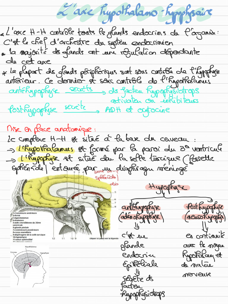 Histologie de L'axe H-H | PDF