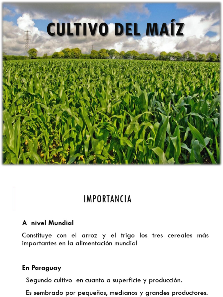 Cultivo Del Maiz Pdf Maíz Agricultura