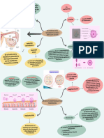 Fecundación, Segmentación e Implantación