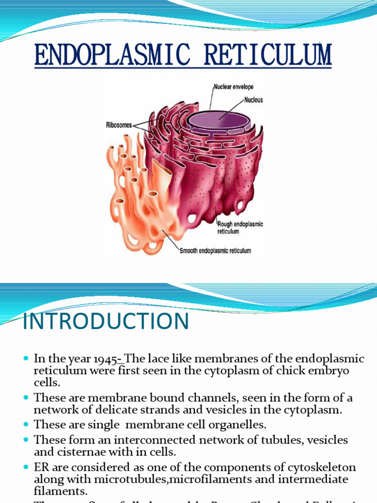 Structure and Functions of Endoplasmic Reticulum | PDF | Endoplasmic ...
