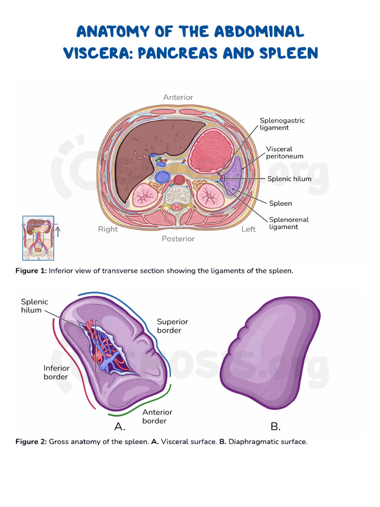 Anatomy of the Abdominal Viscera Pancreas and Spleen Osmosis PDF