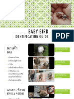 Thai Baby Bird Identification Guide