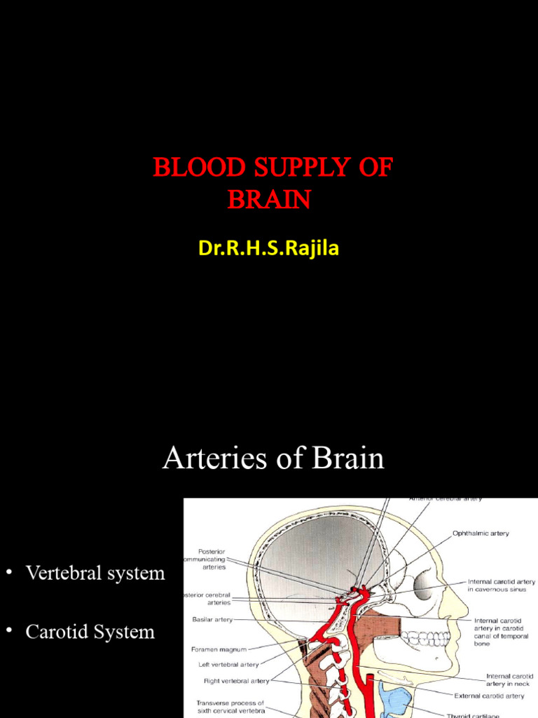 Brain Blood Supply Overview | PDF | Vein | Common Carotid Artery