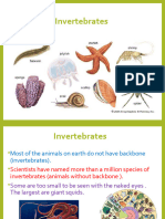 How To Classify Invertebrates