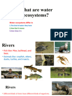 What Are Water Ecosystems