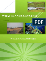 What Is An Ecosystem