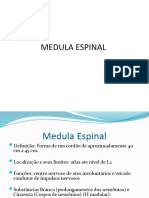 Medula Espinal