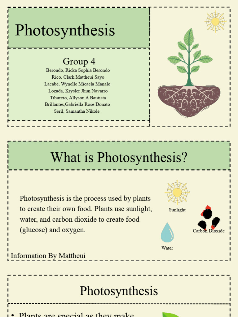 Understanding Photosynthesis Process | PDF | Photosynthesis | Branches ...