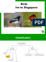 Birds Native To Singapore