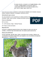 Caracteristicas Conejo