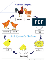 Life Cycle of A Chicken Diagram