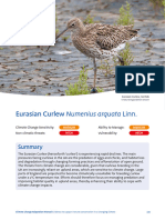 Curlew