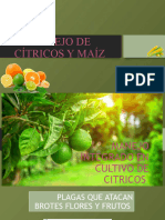 Manejo de Cítricos y Maíz - JPC