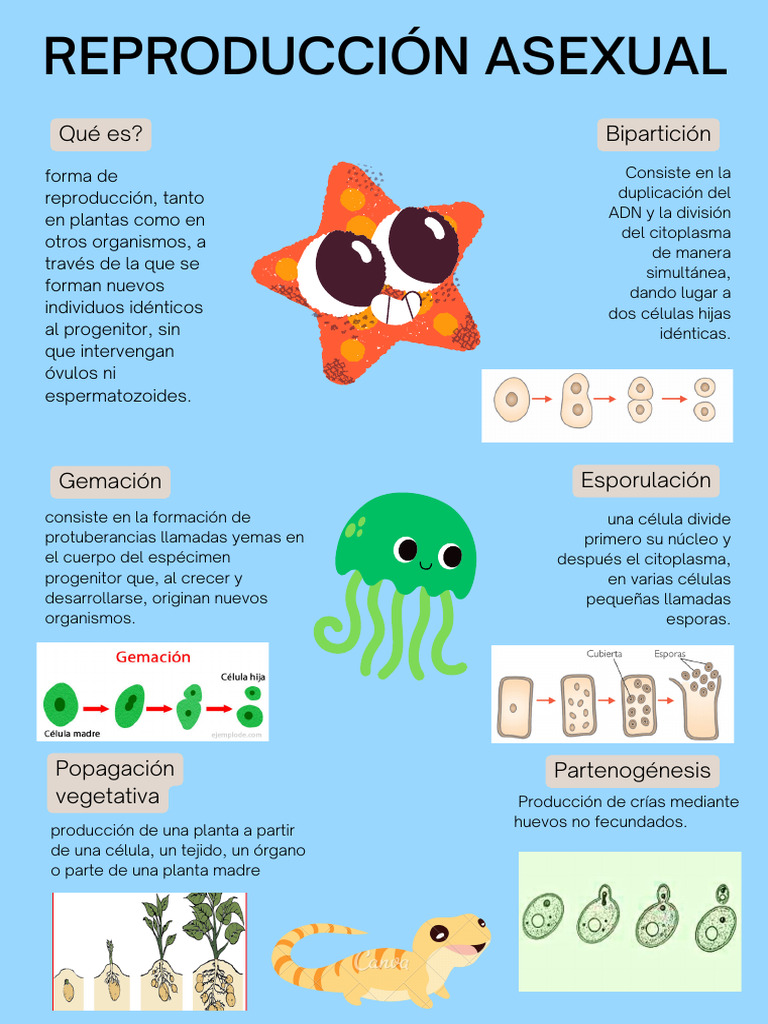 Reproducción Asexual: Tipos y Procesos | PDF | Ciencia y matemáticas