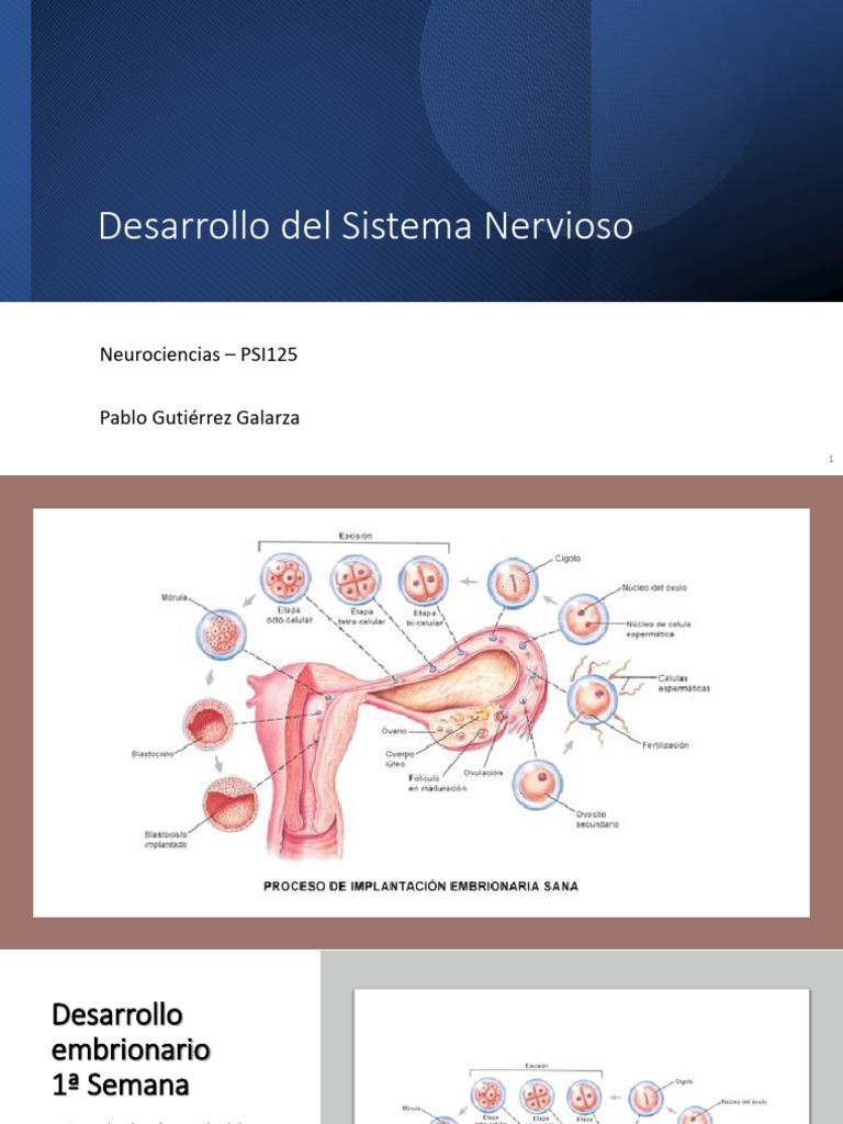 Desarrollo del sistema nervioso PDF Cerebro Embrión