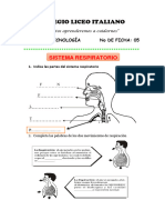 Sistema Respiratorio