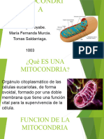La Mitocondria