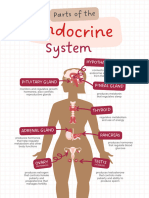 Parts of The Human Endocrine System Science Poster in Pastel Pink Rose Pink Flat Graphic Style