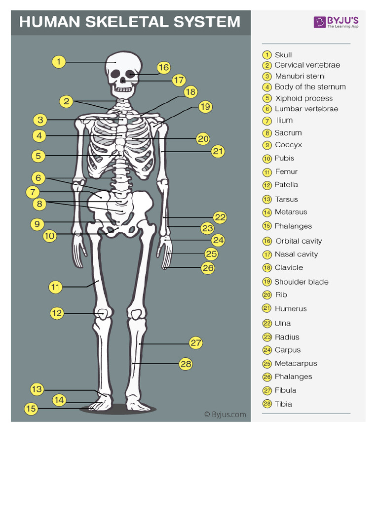 SKELETON | PDF