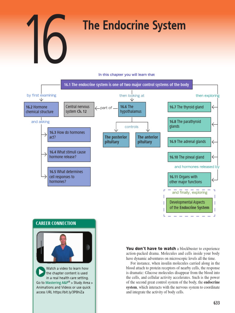 Endocrine system visual data 4