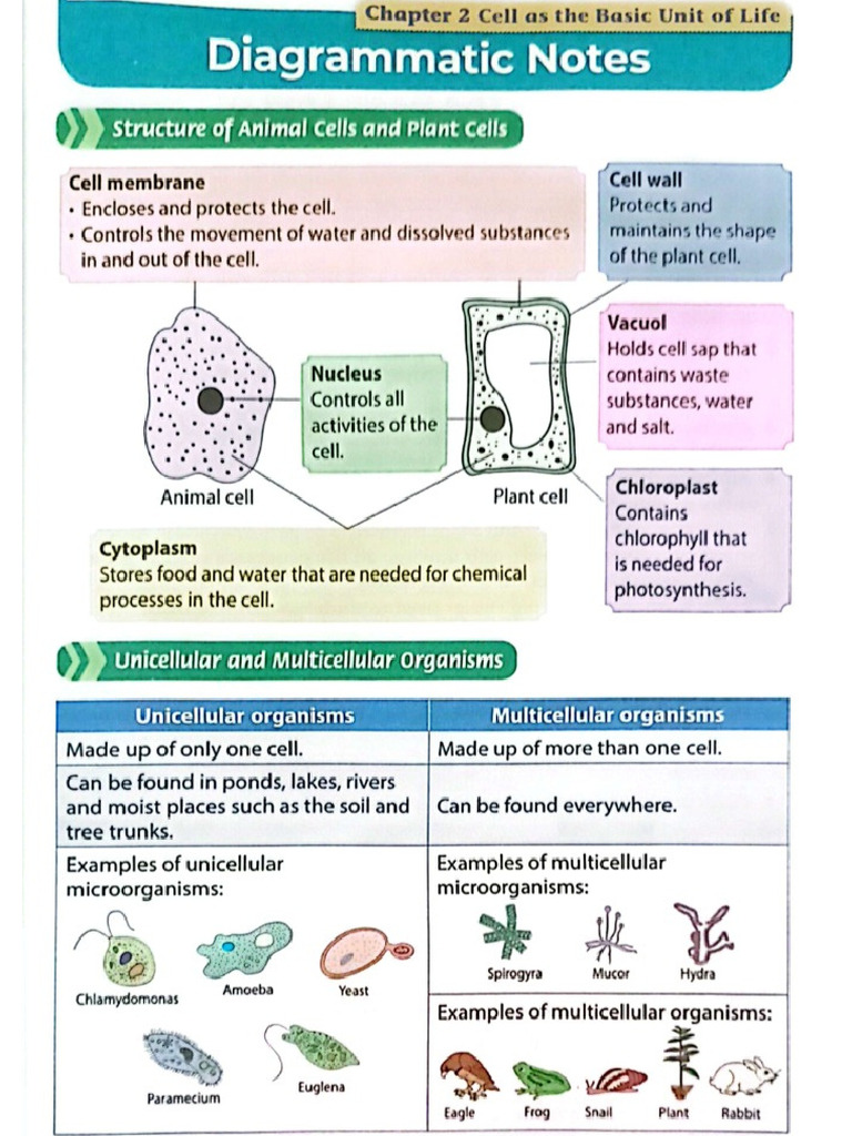 Form 1 Science Chapter 2 | PDF