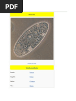 Download Paramecium by Welkom Biologyproject SN70350296 doc pdf