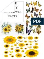 Some Sunny Sunflower Facts