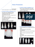 Resumo - Dentes Permanentes