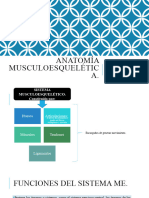 Anatomia Musculoesqueletica