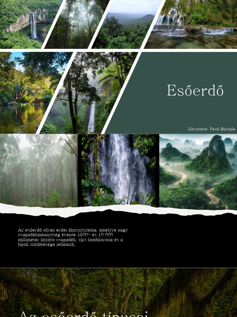 Esőerdő | PDF