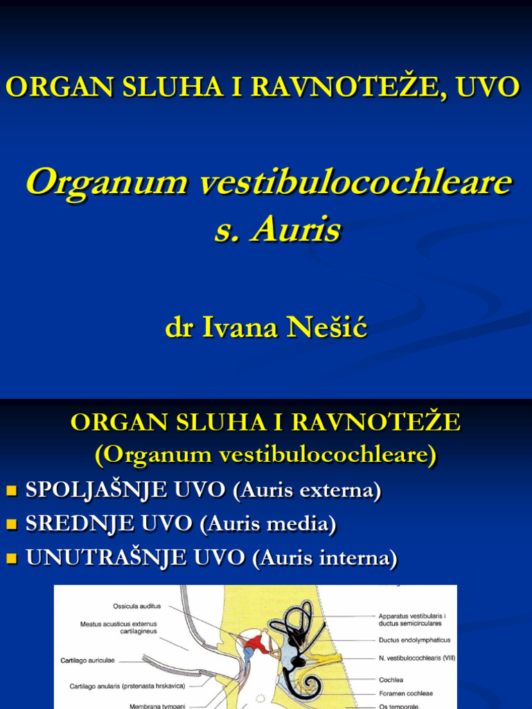 Čulo Sluha I Ravnoteze (Ovo!) On-Line Predavanje Novo | PDF