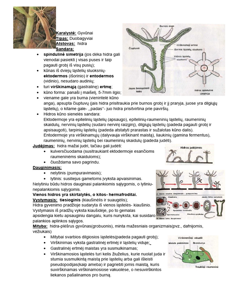 hidra-pdf