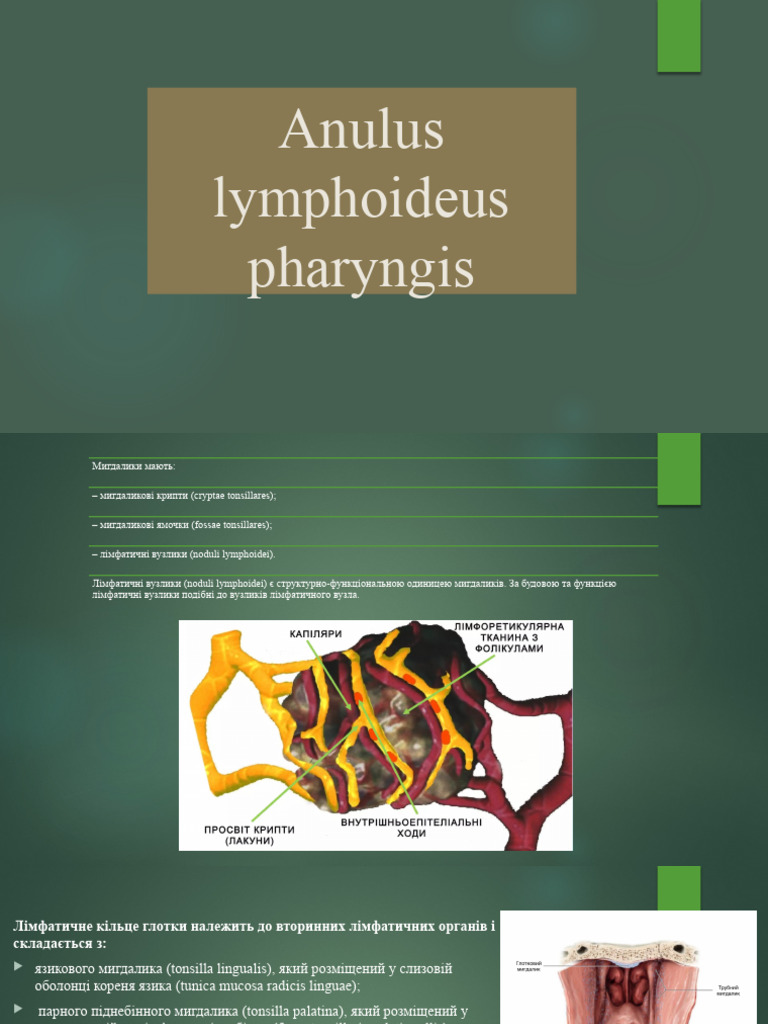 Anulus Lymphoideus Pharyngis | PDF