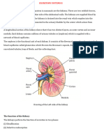 2.2.3 Excretory Systems Ii